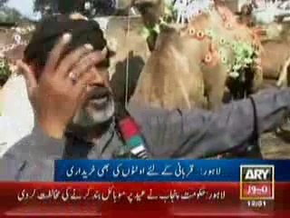 Kala Shah Poriya Cow on ARY NEWS....