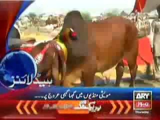Kala Shah Poriya Cow on ARY NEWS.....