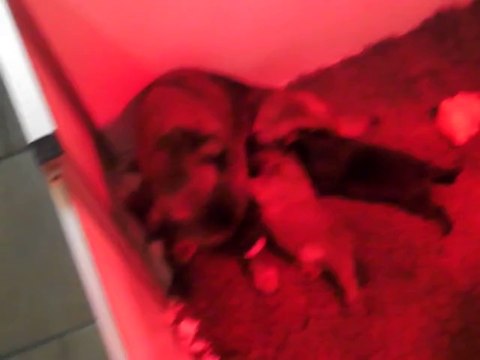 LES BEBES DE GERTRUDE DU DOMAINE DES COTIERES PETIT BRABANCON