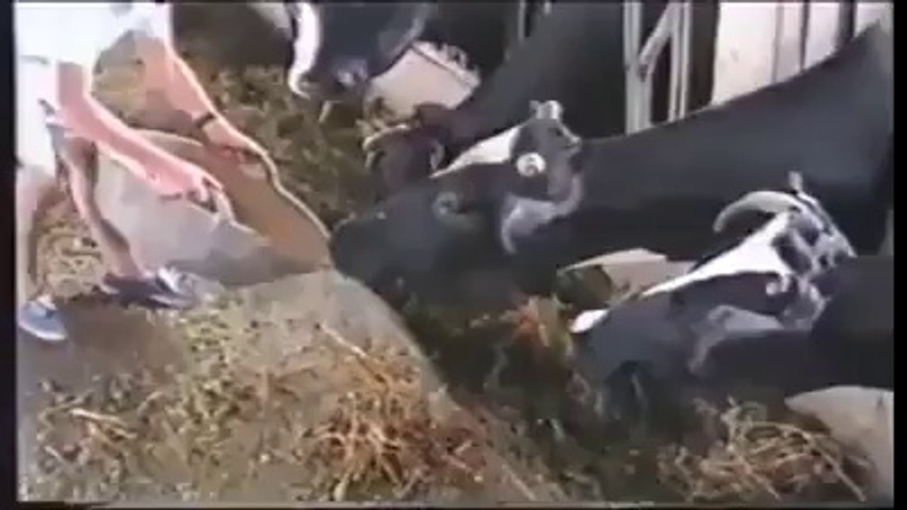Zeki İnek