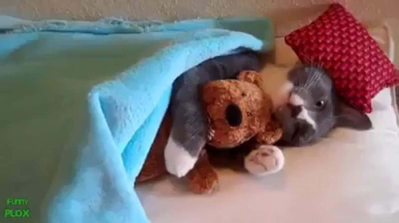 Best Funny Cat Video!