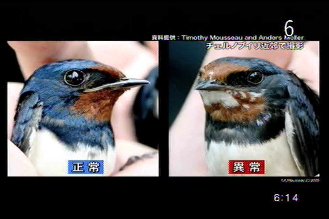 telementary_tatakauushikai!