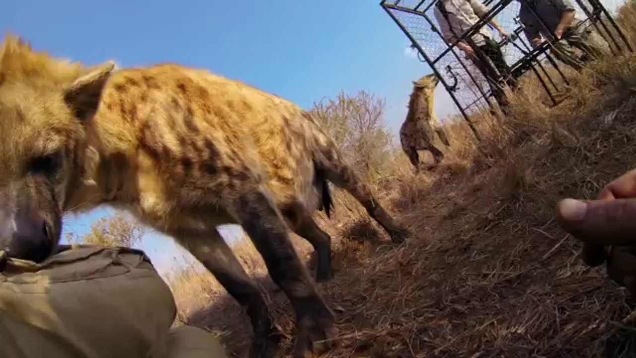 GoPro_ Lions - The New Endangered Species_