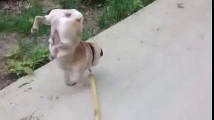 Dünyanın En Çılgın İşeyen Köpeği