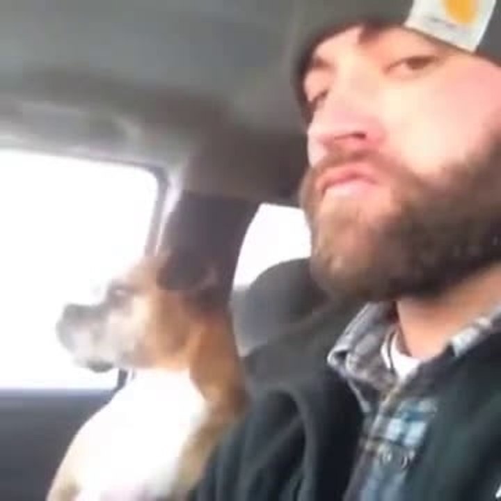 Bir Daha Sakın Bana Dokunma Diyen Köpek