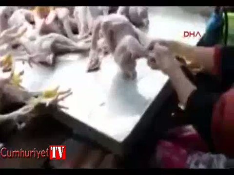 Yasadışı olay: Şişirilmiş piliçler dehşete düşürdü