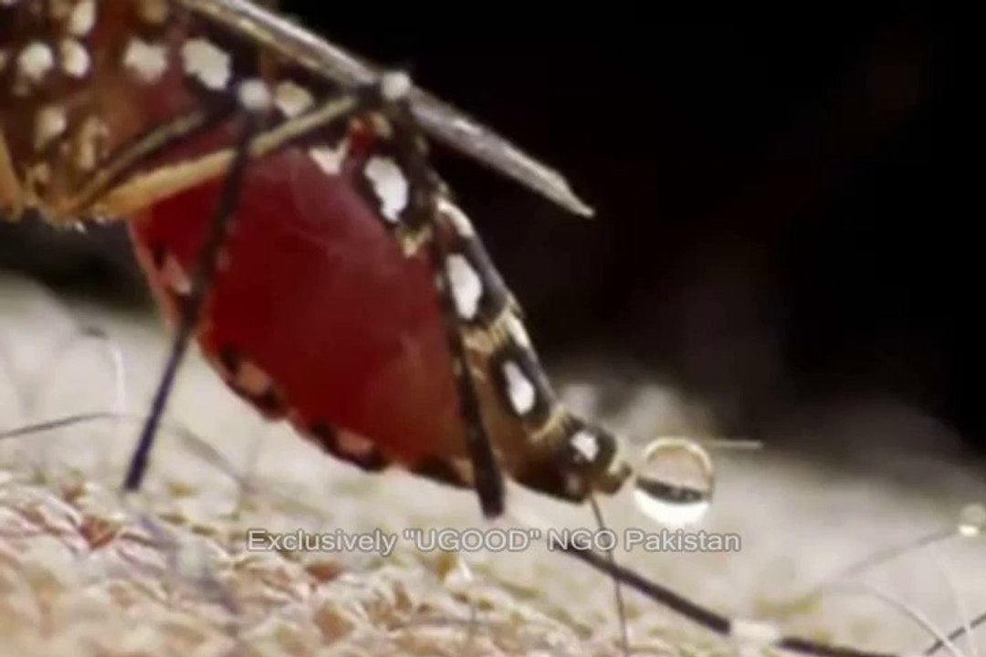 UGOOD Launched Awareness Campaigns for -Dengue Fever & Malaria- in Punjabs on October 5, 2011.