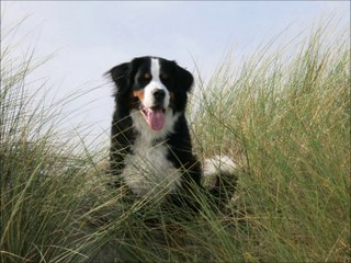 Stürmer & Bonnie am Meer