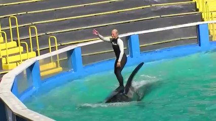 Miami Seaquarium Killer Whale Show