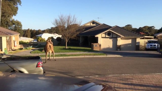 Bagarre entre kangourous dans une rue en Australie