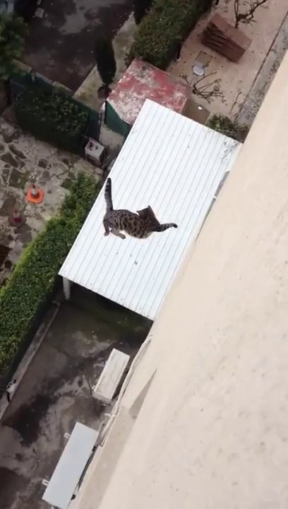 Chute d'un chat