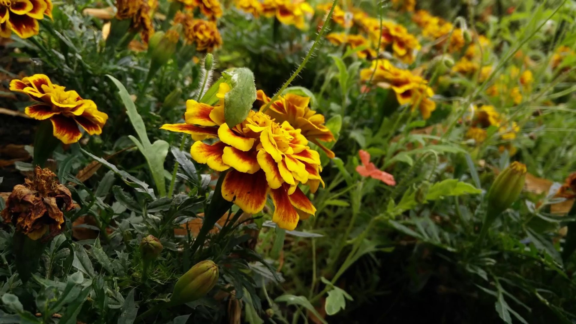 OnePlus One Review - Best smartphone money cant buy!