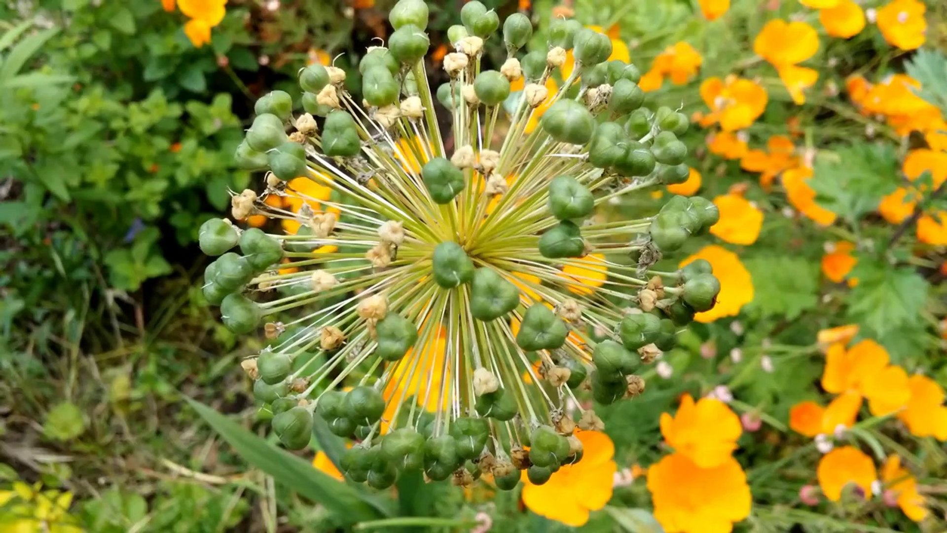 LG G3 Review - Best smartphone of 2014!