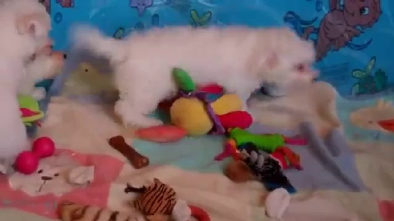 Bichon Frise Puppies for Sale in Central Pennsylvania