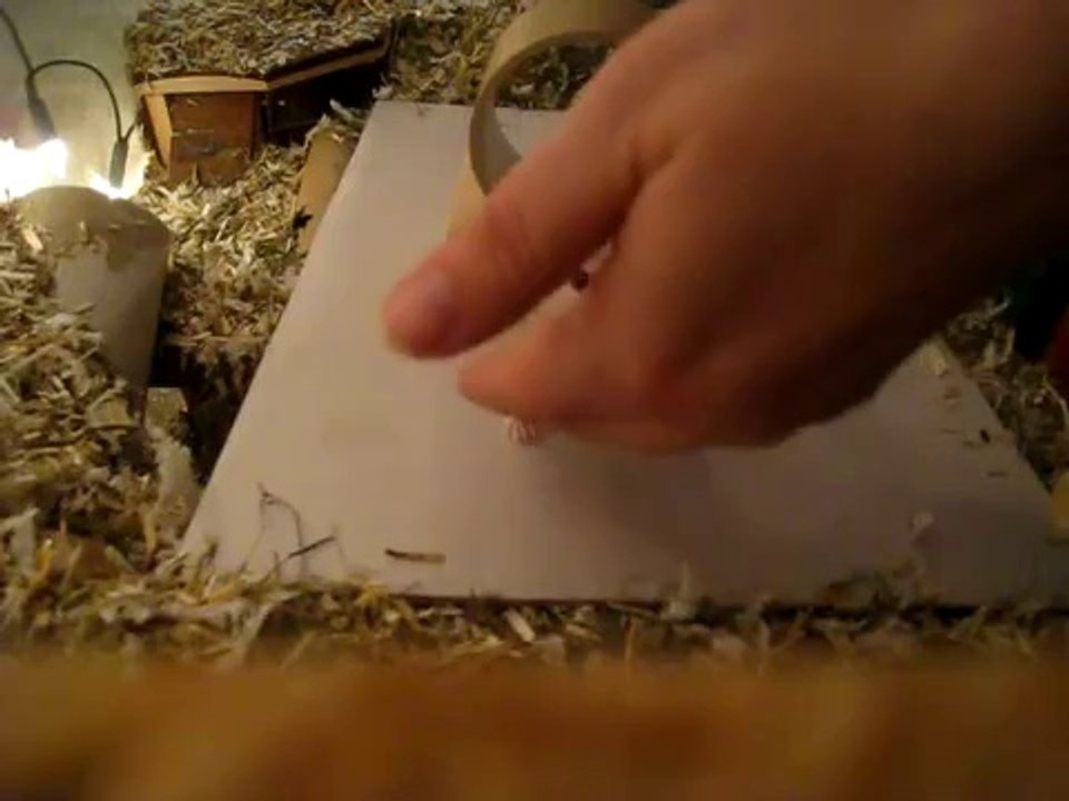 Agility Clickertraining mit Rennmaus Speedy and Runner - Gerbil