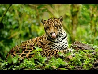 45 Sinais de Vida e Sabedoria ✨