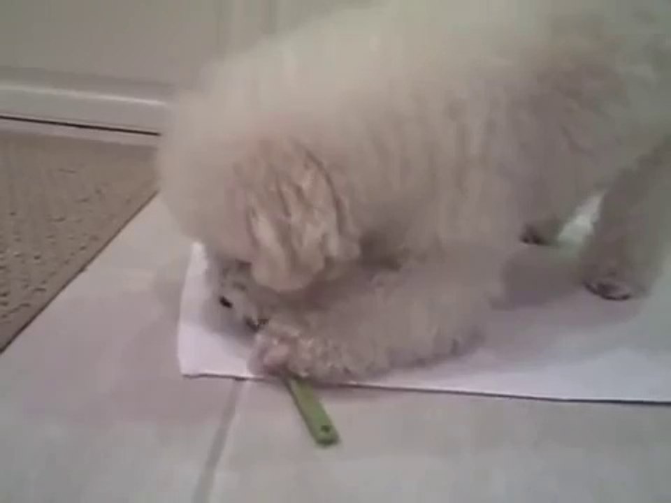 dogs brushing their teeth - bichon frise