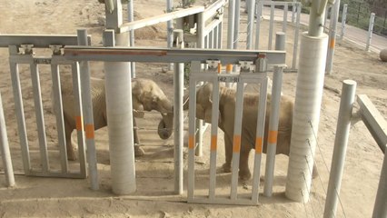 2 éléphants se rencontrent au zoo de San Diego