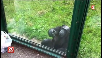 Langage des signes chez le chimpanzé