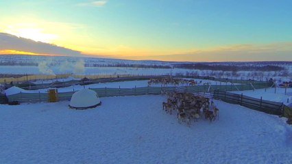 Troupeau de rennes vue du ciel