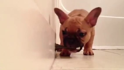 Un chien joue avec une butée de porte