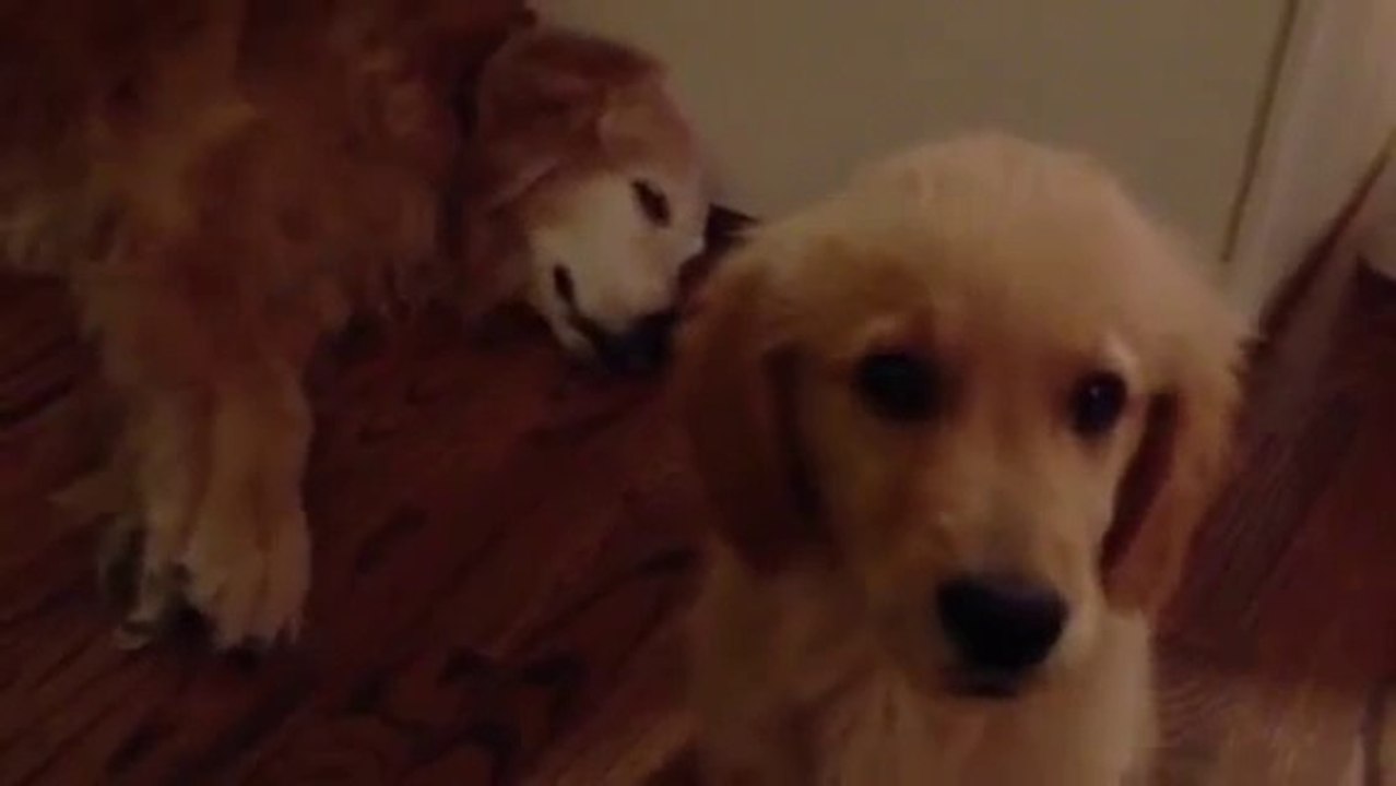 Un chiot réconforte un chien qui cauchemarde