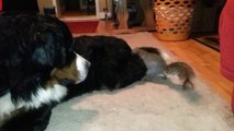 Un écureuil planque une noisette dans la fourure d'un chien
