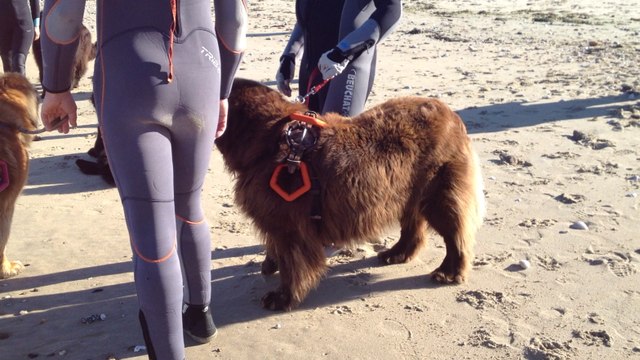 Epreuve de nage pour les chiens sauveteurs