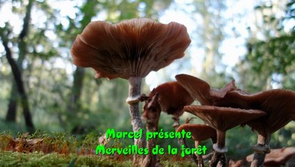 merveilles de la forêt