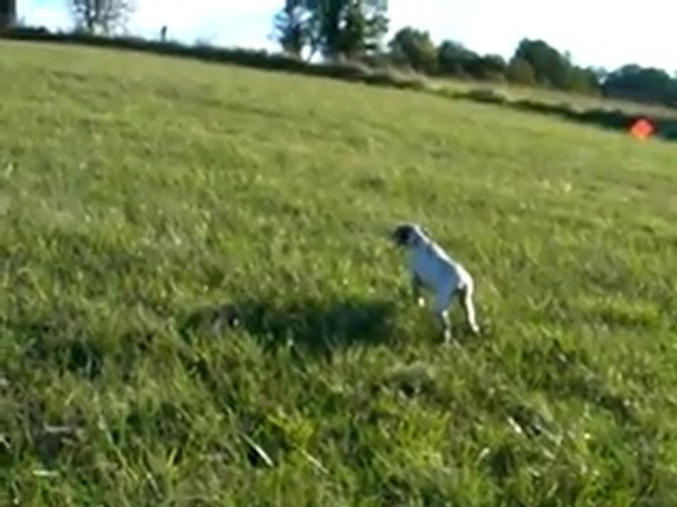 JUBA du Fief D'Epsom 4 mois et demi, premiers arrêts.