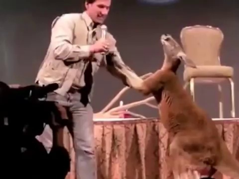 Kangaroo fight boxing  part 1-Kad zivotinje polude tuca kengura