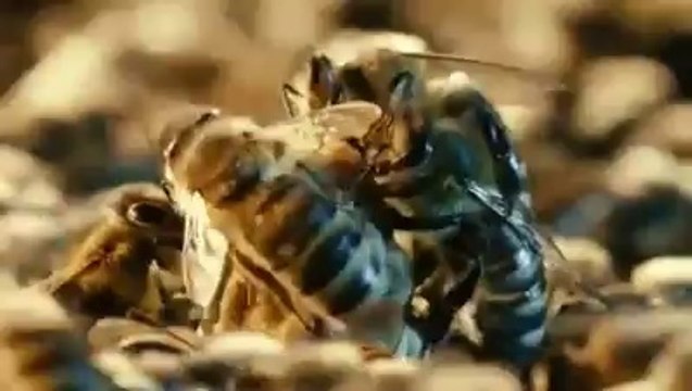 Ana Arının Doğuşu