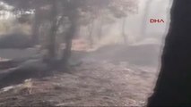 Tarihi Gelibolu Yarımadası'nda Korkutan Yangın