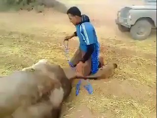 [ Amazing ] Can't believe, have you seen man holding Camel such way