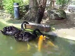 Fish Fed by Ducks (Ördekler Balıkları Besliyor)
