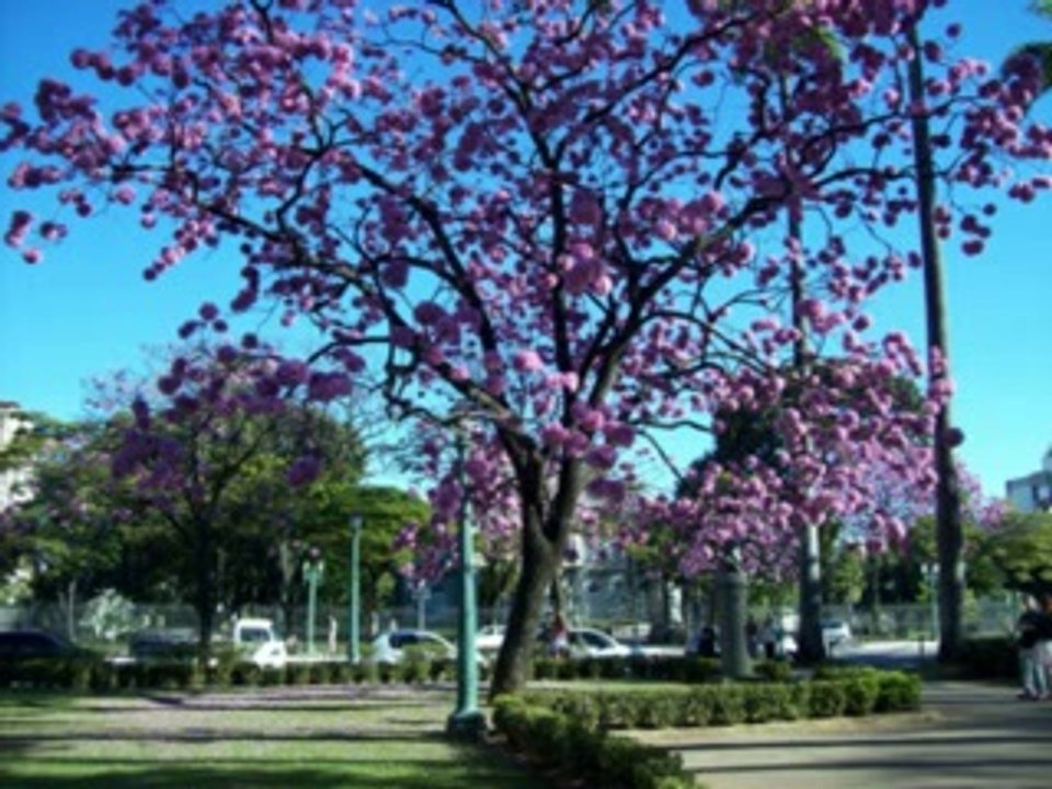 59 - O TEMPORAL