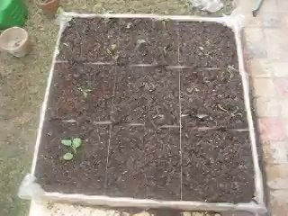 Square foot garden - After plantation