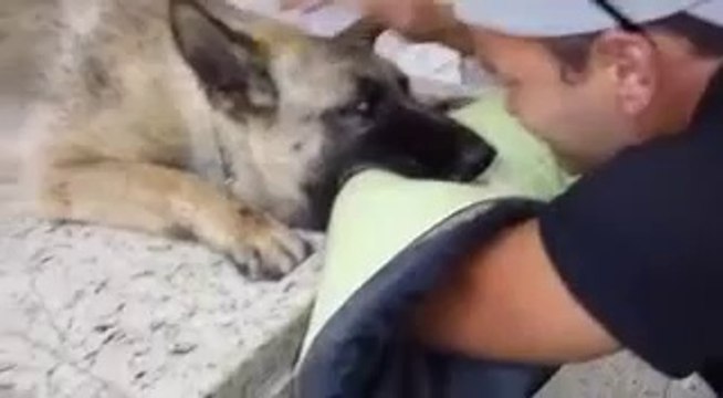 Il accompagne son chien malade dans ses derniers instants de vie