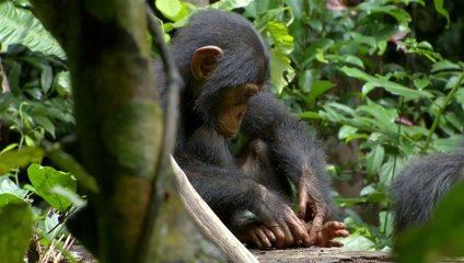 Chimpanzee: NL Trailer