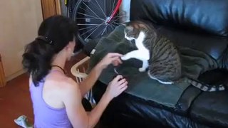 Nail Trimming Cat via Clickertraining