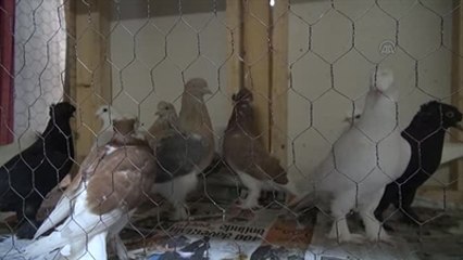 Güvercin Sevenler, Mezatlarda Bir Araya Geliyor