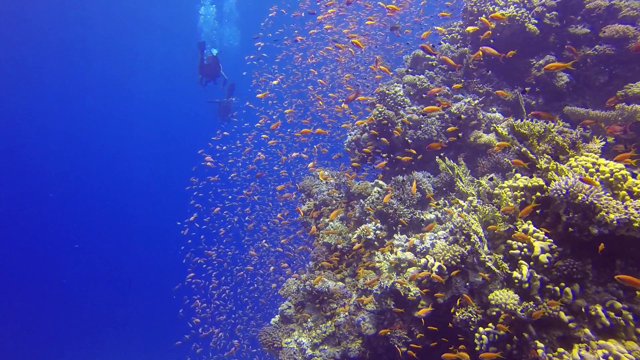 Oberoi Red Sea dive film  2014 trailer 10min