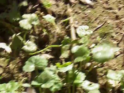 JUSTIN DU DOMAINE DES COTIERES - PETIT BRABANCON