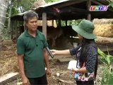 Nuôi bò giỏi, mô hình trồng ớt trên ruộngi - nghenong.com