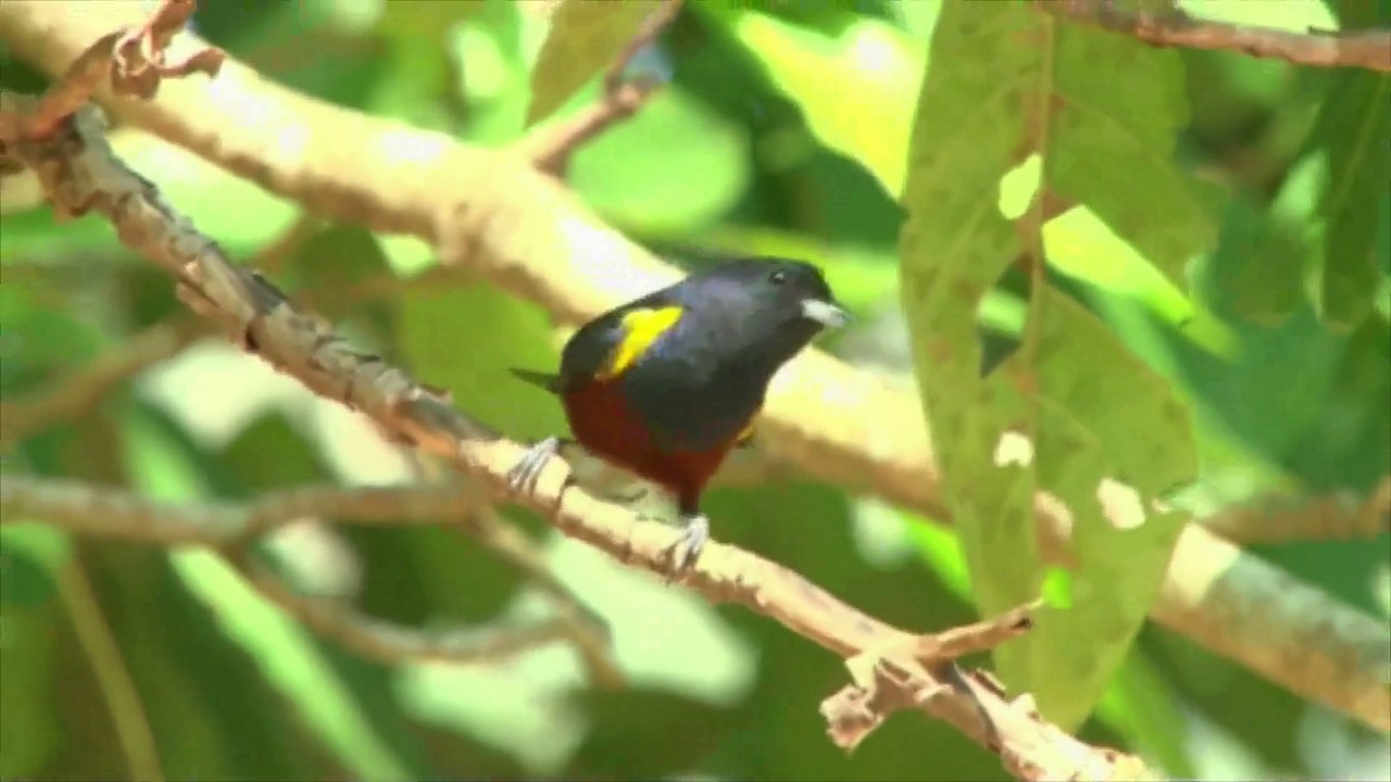 Observer les oiseaux: la nouvelle tendance au Brésil