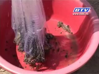 Ghi nhận tình hình nuôi tôm thẻ ở bạc liêu - nghenong.com