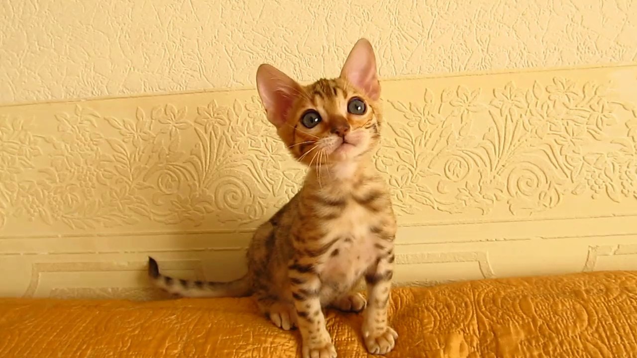 Бенгальский котенок №1