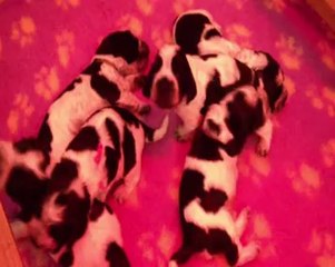 Chiots Flower et Toto' 1