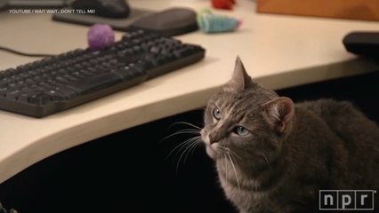 Viral Video Recap: NPR’s Cat and a Fan-Made Star Wars