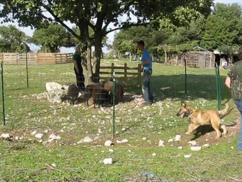 Jura de la croix aux chevaux berger belge Laekenois